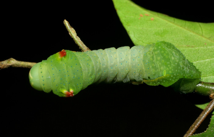 Fig. 6 Dorsal entero <i>Syssphinx molina</i></i> (Saturniidae), alimentándose en <i>Inga punctata</i></i> (Fabaceae), (07-SRNP-4013-DHJ429764.jpg), Sector San Cristobal, Quebrada Cementerio, (elevación 700 metros). Colectada 8 Octubre 2007.