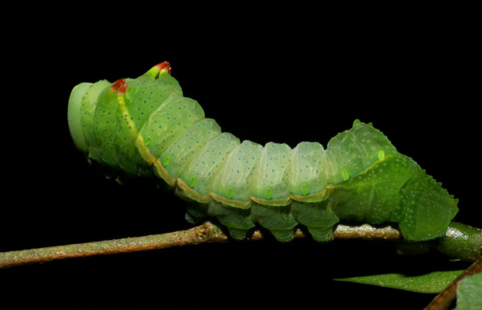 Fig. 7 Lateral entero <i>Syssphinx molina</i></i> (Saturniidae), alimentándose en <i>Inga punctata</i></i> (Fabaceae), (07-SRNP-4013-DHJ429765.jpg), Sector San Cristobal, Quebrada Cementerio, (elevación 700 metros). Colectada 8 Octubre 2007.