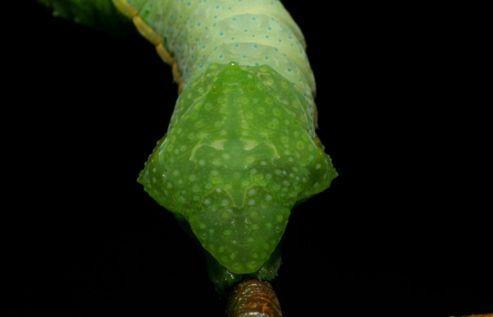 Fig. 10 Posterior trasera <i>Syssphinx molina</i></i> (Saturniidae), alimentándose en <i>Inga punctata</i></i> (Fabaceae), (07-SRNP-4013-DHJ429767.jpg), Sector San Cristobal, Quebrada Cementerio, (elevación 700 metros). Colectada 8 Octubre 2007.