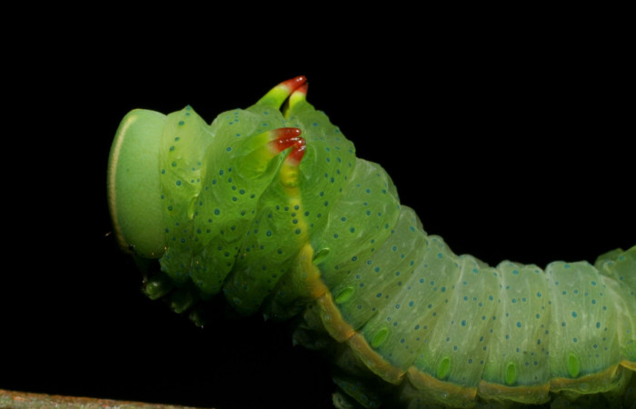 Fig. 8 Lateral tórax <i>Syssphinx molina</i></i> (Saturniidae), alimentándose en <i>Inga punctata</i></i> (Fabaceae), (07-SRNP-4013-DHJ429769.jpg), Sector San Cristobal, Quebrada Cementerio, (elevación 700 metros). Colectada 8 Octubre 2007.