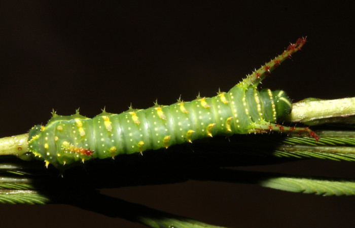 Fig. 18 Dorsal entero <i>Syssphinx</i></i> quadrilineataDHJ01 (Saturniidae), (13-SRNP-42918-DHJ708121.JPG), Sector Rincon Rain Forest, Camino Rio Negro, (elevación 373 metros). Colectada 31 Julio 2013. Foto Anabelle Córdoba.