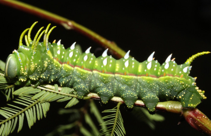 Fig. 20 Lateral entero <i>Syssphinx</i></i> quadrilineataDHJ01 (Saturniidae), (13-SRNP-42918-DHJ708168.jpg), Sector Rincon Rain Forest, Camino Rio Negro, (elevación 373 metros). Colectada 12 Agosto 2013. Foto Anabelle Córdoba.