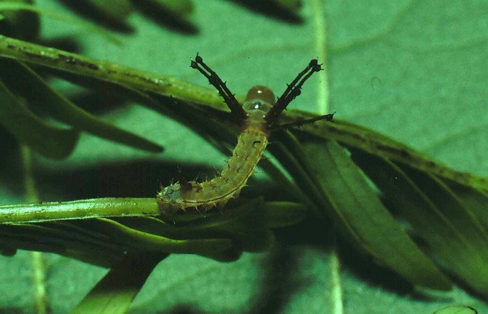 Fig. 1 Dorsal entero <i>Syssphinx molina</i></i> (Saturniidae), (81-SRNP-108-DHJ1809.jpg), Sector Santa Rosa, Luces, (elevación 300 metros). Colectada 1 Junio 1981.