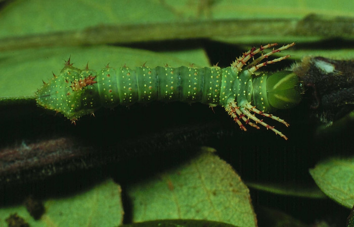 Fig. 2 Dorsal entero <i>Syssphinx molina</i></i> (Saturniidae), se alimenta en <i>Samanea saman</i></i> (Fabaceae),  (82-SRNP-226d-DHJ3814.jpg), Sector Santa Rosa, Laguna Escondida, (elevación 285 metros). Colectada 15 Junio 1982.