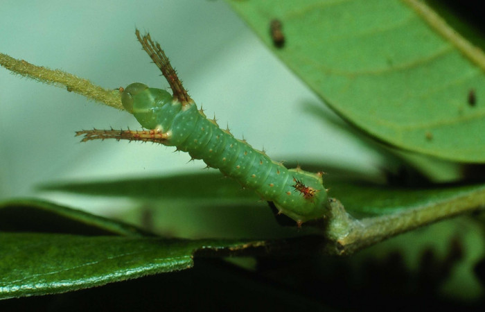 Fig. 3 Dorsal entero <i>Syssphinx molina</i></i> (Saturniidae), se alimenta en <i>Samanea saman</i></i> (Fabaceae),  (82-SRNP-226d-DHJ3820.jpg), Sector Santa Rosa, Laguna Escondida, (elevación 285 metros). Colectada 15 Junio 1982.