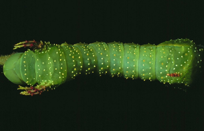 Fig. 4 Dorsal entero <i>Syssphinx molina</i></i> (Saturniidae), (82-SRNP-428-DHJ4188.jpg), Sector Santa Rosa, Luces, (elevación 300 metros). Colectada 2 Julio 1982.