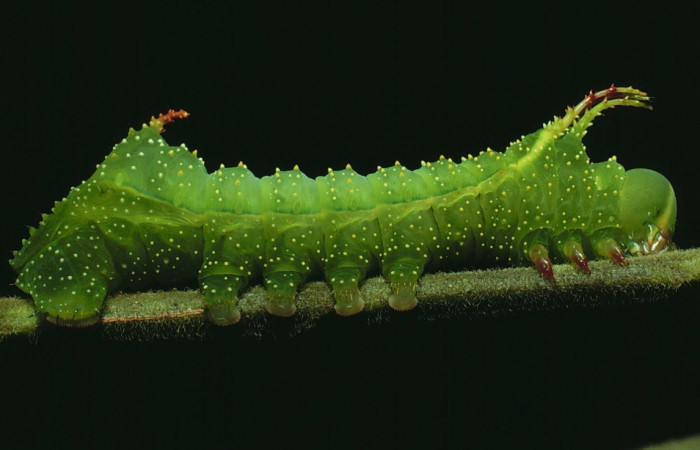 Fig. 5 Lateral entero <i>Syssphinx molina</i></i> (Saturniidae), (82-SRNP-428-DHJ4191.jpg), Sector Santa Rosa, Luces, (elevación 300 metros). Colectada 2 Julio 1982.