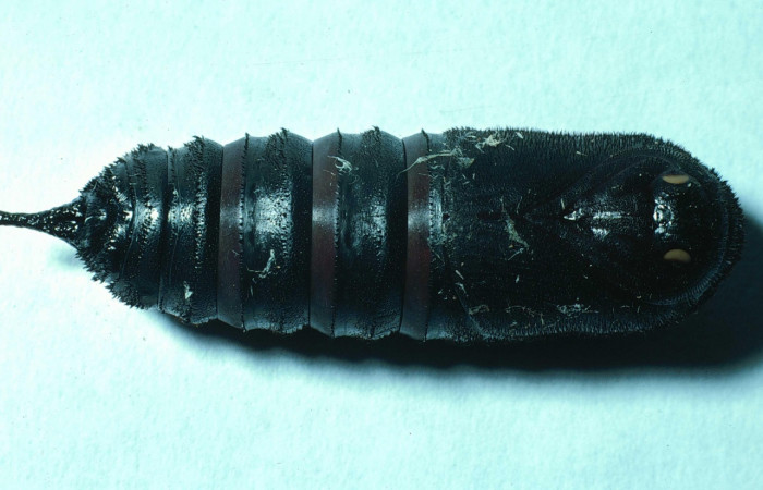 Fig. 11 Pupa ventral entero <i>Syssphinx molina</i></i> (Saturniidae), (83-SRNP-645-DHJ5500.jpg), Sector Santa Rosa, Area Administrativa, (elevación 295 metros). Colectada 30 Junio 1983.