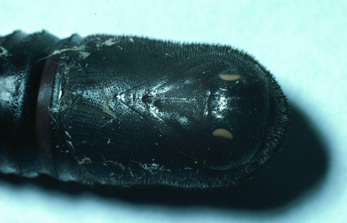 Fig. 12 Pupa ventral tórax <i>Syssphinx molina</i></i> (Saturniidae), (83-SRNP-645-DHJ5504.jpg), Sector Santa Rosa, Area Administrativa, (elevación 295 metros). Colectada 30 Junio 1983.