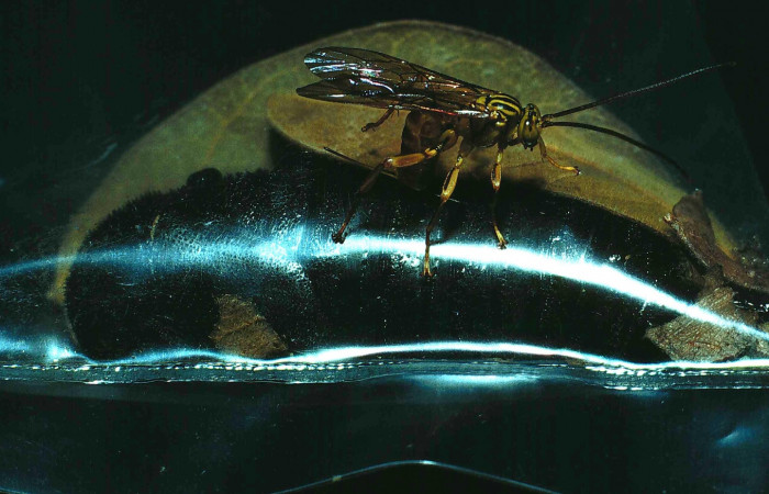 Fig. 13 Dentro de la bolsa plástica pupa de mariposa <i>Syssphinx molina</i></i>, parasitada por <i>Thyreodon santarosae</i></i>, y encima de la bolsa hiperparásito <i>Neotheronia tacubaya</i></i>.(84-SRNP-1597-DHJ8452.jpg), Sector Santa Rosa, Area Administrativa, (elevación 295 metros). Colectada 28 Julio 1984. Foto tomada Daniel Janzen.