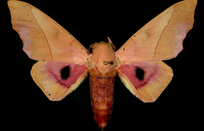 Figura 16. Adulto de <i>Syssphinx molina</i></i>, (Saturniidae), posición vista dorsal (macho). (86-SRNP-272-DHJ31369.jpg). 