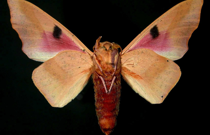 Figura 17. Adulto de <i>Syssphinx molina</i></i>, (Saturniidae), posición vista ventral (macho). (86-SRNP-272-DHJ31370.jpg). 