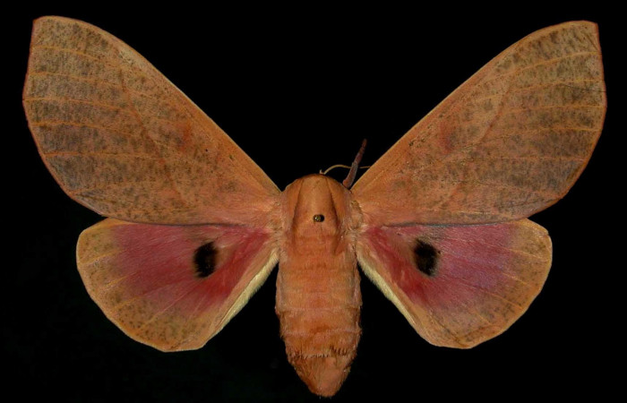 Figura 27. Adulto de <i>Syssphinx molina</i></i>, (Saturniidae), posición vista dorsal (hembra). (89-SRNP-348-DHJ31371.jpg). 