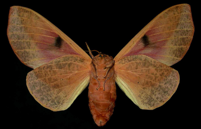 Figura 28. Adulto de <i>Syssphinx molina</i></i>, (Saturniidae), posición vista ventral (hembra). (89-SRNP-348-DHJ31372.jpg).