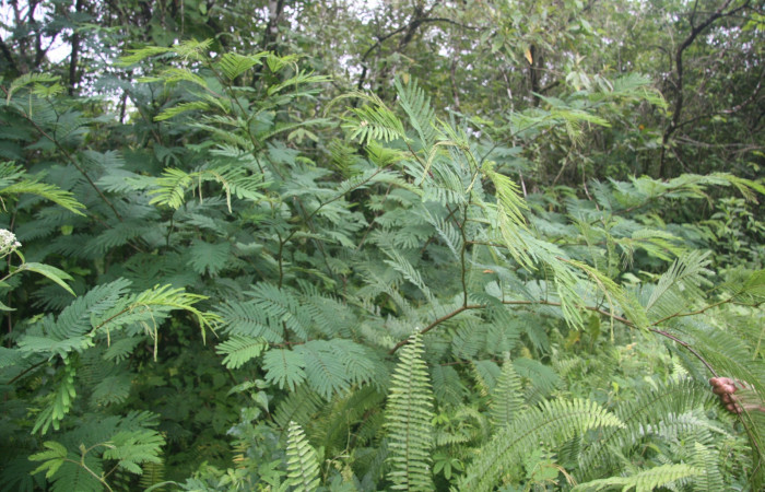 Figura 29. Planta hospedera <i>Calliandra calothyrsus</i></i> (Fabaceae), de la larva [I]Syssphinx molina[/I] (Saturniidae). Foto,tomada Anabelle Córdoab 30 jULIO 2013.