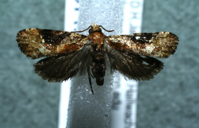 Figura 16. Adulto <i>Monortha</i></i> BioLep231 (Tortricidae), vista dorsal. (12-SRNP-3793-DHJ568602).