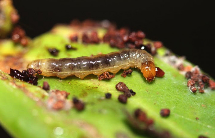 Figura. 15 Larva <i>Monortha</i></i> BioLep231 (Tortricidae), posición dorsal alimentándose en <i>Souroubea sympetala</i></i>  (Marcgraviaceae). (12-SRNP-44421-DHJ707320).