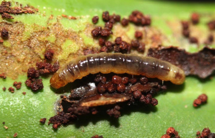 Figura. 14 Larva <i>Monortha</i></i> BioLep231 (Tortricidae), posición dorsal alimentándose en <i>Souroubea sympetala</i></i> (Marcgraviaceae). (12-SRNP-44421-DHJ707323).