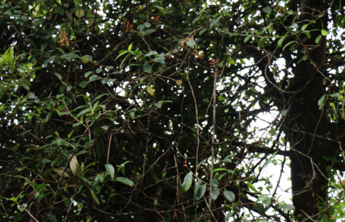 Figura. 1 Habitad, <i>Souroubea sympetala</i></i>, (Marcgraviaceae). Area de Conservación Guanacaste, Sector Rincón Rain Forest, Estación Leiva, , (elevación 410 metros), colectada el 19 de junio 2019. Foto, Jorge Hernández.