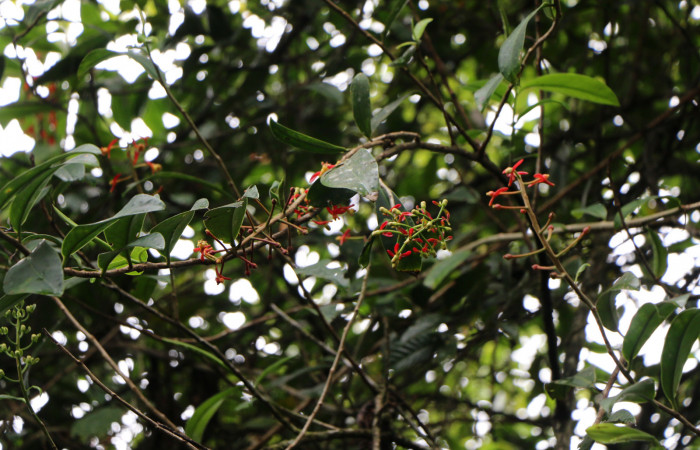 Figura. 2 Habitad, <i>Souroubea sympetala</i></i>, (Marcgraviaceae). Area de Conservación Guanacaste, Sector Rincón Rain Forest, Estación Leiva, , (elevación 410 metros), colectada el 19 de junio 2019. Foto, Jorge Hernández.