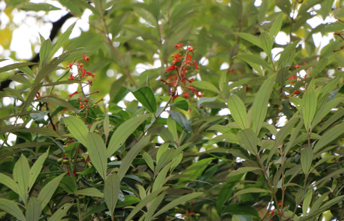Figura. 7 Flores en ramas,  <i>Souroubea sympetala</i></i>, (Marcgraviaceae). Area de Conservación Guanacaste, Sector Rincón Rain Forest, Estación Leiva, (elevación 410 metros), colectada el 19 de junio 2019. Foto, Jorge Hernández.