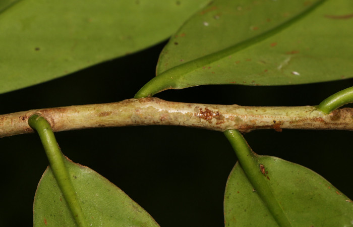 Figura. 3 Posición  de hojas , <i>Souroubea sympetala</i></i>, (Marcgraviaceae). Area de Conservación Guanacaste, Sector Rincón Rain Forest, Estación Leiva,  (elevación 410 metros), colectada el 19 de junio 2019. Foto, Jorge Hernández.