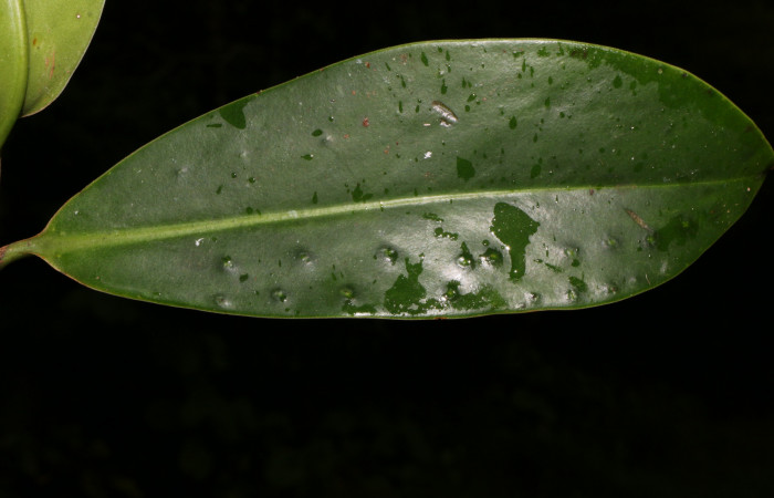 Figura. 4 Hoja haz, <i>Souroubea sympetala</i></i>, (Marcgraviaceae). Area de Conservación Guanacaste, Sector Rincón Rain Forest, Estación Leiva, (elevación 410 metros), colectada el 19 de junio 2019. Foto, Jorge Hernández.