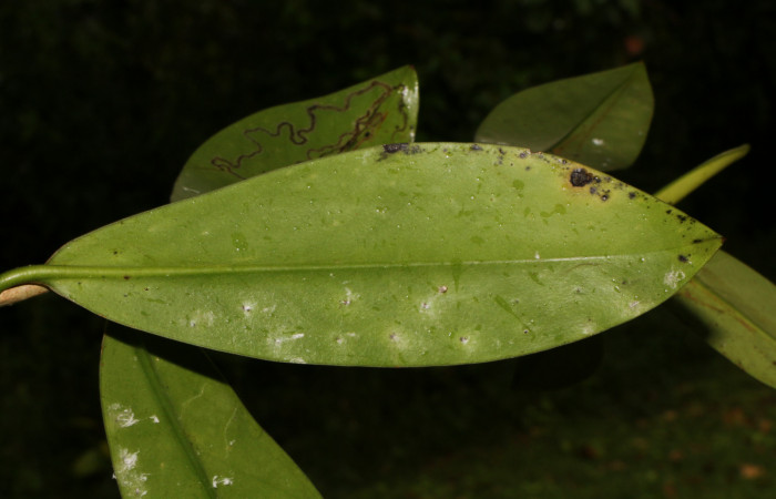 Figura. 5 Hoja envés, <i>Souroubea sympetala</i></i>, (Marcgraviaceae). Area de Conservación Guanacaste, Sector Rincón Rain Forest, Estación Leiva, (elevación 410 metros), colectada el 19 de junio 2019. Foto, Jorge Hernández.