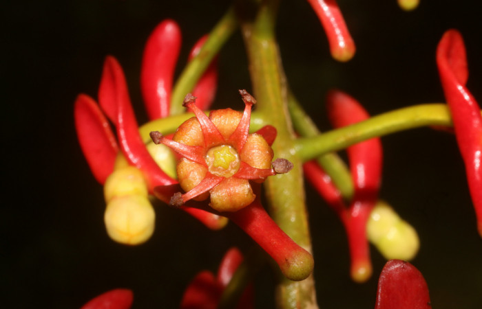 Figura. 8 Flor de frente, <i>Souroubea sympetala</i></i>, (Marcgraviaceae). Area de Conservación Guanacaste, Sector Rincón Rain Forest, Estación Leiva, (elevación 410 metros), colectada el 19 de junio 2019. Foto, Jorge Hernández.