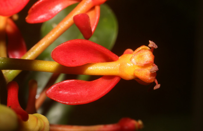 Figura. 9 Flores lateral, <i>Souroubea sympetala</i></i>, (Marcgraviaceae). Area de Conservación Guanacaste, Sector Rincón Rain Forest, Estación Leiva, (elevación 410 metros), colectada el 19 de junio 2019. Foto, Jorge Hernández