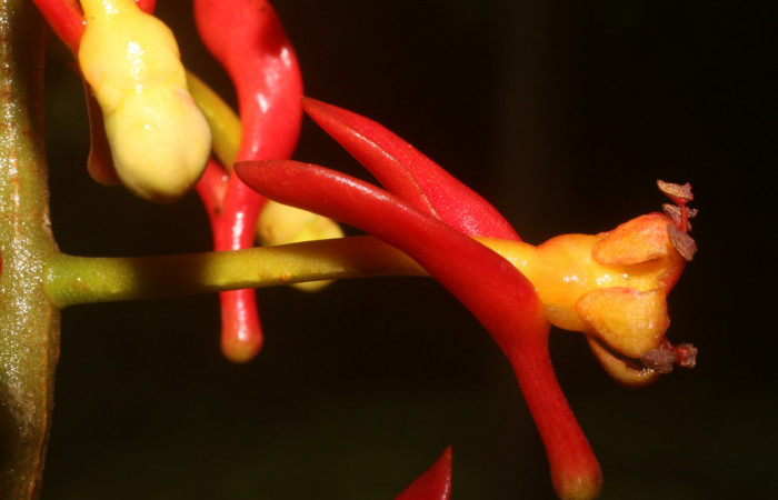 Figura. 11 Flores en ramas, <i>Souroubea sympetala</i></i>, (Marcgraviaceae). Area de Conservación Guanacaste, Sector Rincón Rain Forest, Estación Leiva, (elevación 410 metros), colectada el 19 de junio 2019. Foto, Jorge Hernández.