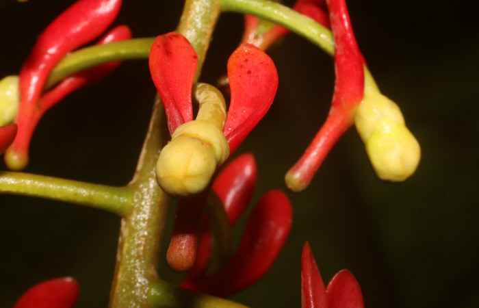 Figura. 12 Flores botón, <i>Souroubea sympetala</i></i>, (Marcgraviaceae). Area de Conservación Guanacaste, Sector Rincón Rain Forest, Estación Leiva, (elevación 410 metros), colectada el 19 de junio 2019. Foto, Jorge Hernández.