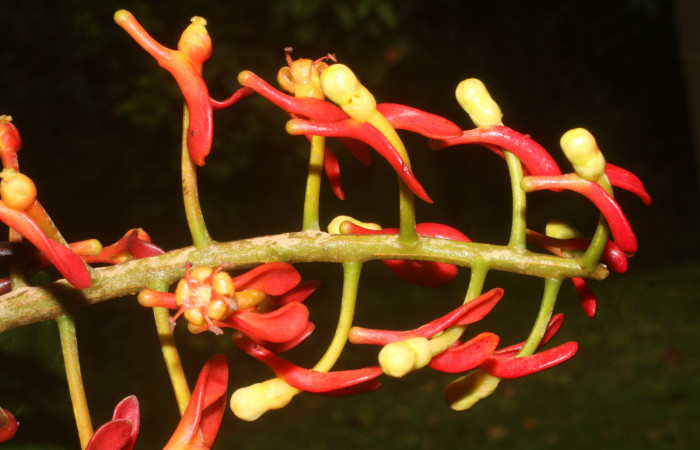 Figura. 10 Flores en racimo, <i>Souroubea sympetala</i></i>, (Marcgraviaceae). Area de Conservación Guanacaste, Sector Rincón Rain Forest, Estación Leiva, (elevación 410 metros), colectada el 19 de junio 2019. Foto, Jorge Hernández.