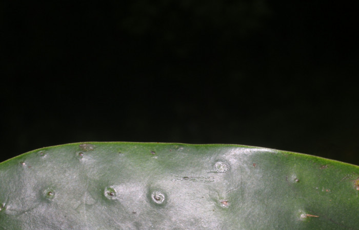 Figura. 6 Hoja margen , <i>Souroubea sympetala</i></i>, (Marcgraviaceae). Area de Conservación Guanacaste, Sector Rincón Rain Forest, Estación Leiva, (elevación 410 metros), colectada el 19 de junio 2019. Foto, Jorge Hernández.