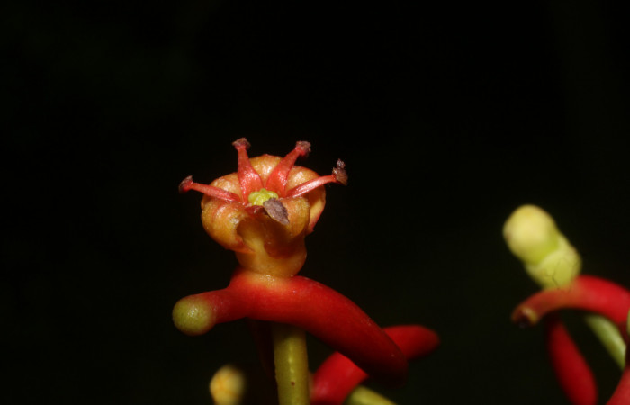 Figura. 13 Flores lateral, <i>Souroubea sympetala</i></i>, (Marcgraviaceae). Area de Conservación Guanacaste, Sector Rincón Rain Forest, Estación Leiva, (elevación 410 metros), colectada el 19 de junio 2019. Foto, Jorge Hernández.