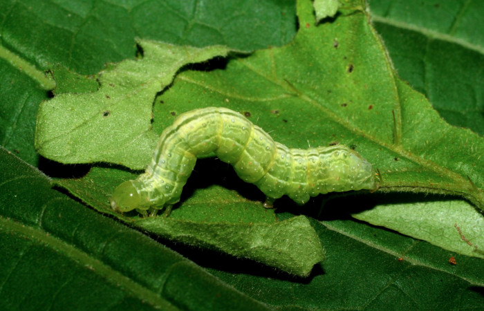 Figura 4. Larva de <i>Chrysodeixis includens</i></i> (Noctuidae). Penúltimo estadio voucher: 06-SRNP-55685-DHJ417659.jpg.