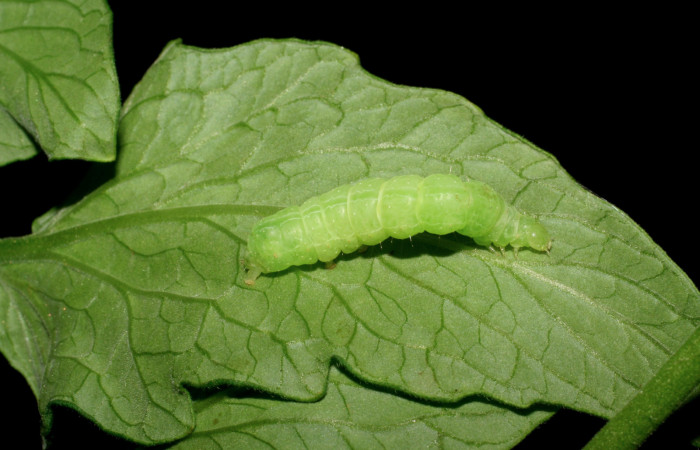 Figura 1. Larva de <i>Chrysodeixis includens</i></i> (Noctuidae) en <i>Solanum lycopersicum</i></i> (introducido) Penúltimo estadio voucher: 07-SRNP-150-DHJ419286.jpg.