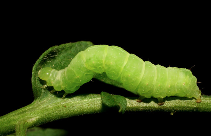 Figura 5. Larva de <i>Chrysodeixis includens</i></i> (Noctuidae) Penúltimo estadio voucher: 07-SRNP-151-DHJ418255.jpg.