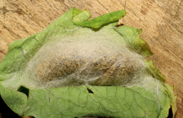 Figura 6. Larva de <i>Chrysodeixis includens</i></i> (Noctuidae) parasitada por microavispas de <i>Copidosoma floridanum</i></i> (Encyrtidae) voucher: 107-SRNP-226-DHJ418278.jpg.