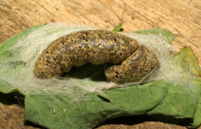 Figura 7. Larva de <i>Chrysodeixis includens</i></i> (Noctuidae), parasitada por microavispas de <i>Copidosoma floridanum</i></i> (Encyrtidae) voucher: 107-SRNP-226-DHJ418279.jpg.