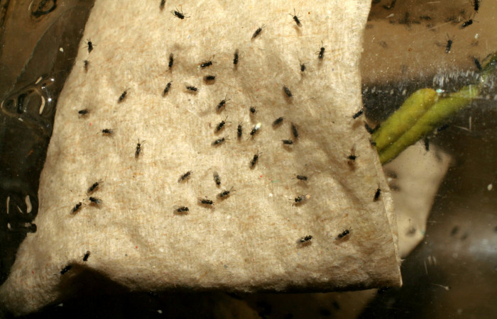 Figura 9. Microavispas eclosionadas de <i>Copidosoma floridanum</i></i> (Encyrtidae) voucher: 07-SRNP-231-DHJ418283.jpg.