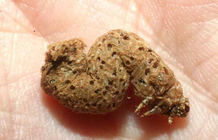 Figura 10. Microavispas eclosionadas de <i>Copidosoma floridanum</i></i> (Encyrtidae) voucher: 07-SRNP-437-DHJ452599.jpg.