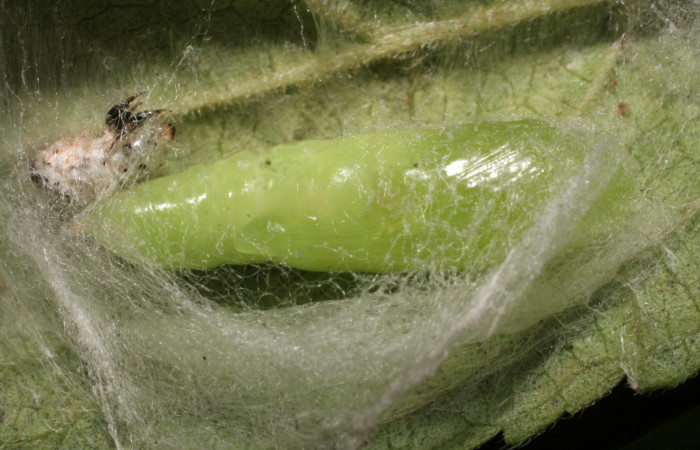 Figura 11. Pupa de <i>Chrysodeixis includens</i></i> (Noctuidae) voucher:  09-SRNP-40294-DHJ452211.jpg.