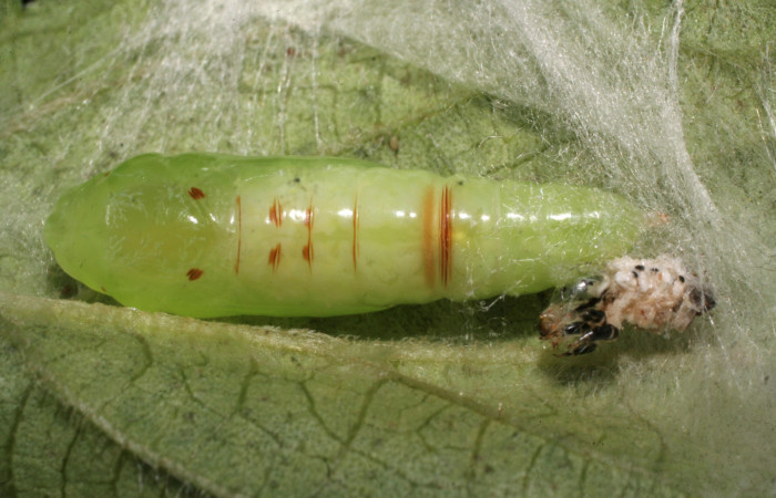 Figura 12. Pupa de <i>Chrysodeixis includens</i></i> (Noctuidae) voucher:  09-SRNP-40294-DHJ452212.jpg.