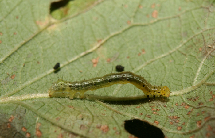 Figura 2. Larva de <i>Chrysodeixis includens</i></i> (Noctuidae). Tercer estadio voucher:14-SRNP-70706-DHJ722517.jpg.
