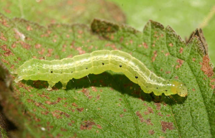 Figura 3. Larva de <i>Chrysodeixis includens</i></i> (Noctuidae). Tercer estadio voucher:14-SRNP-70706-DHJ722555.jpg.