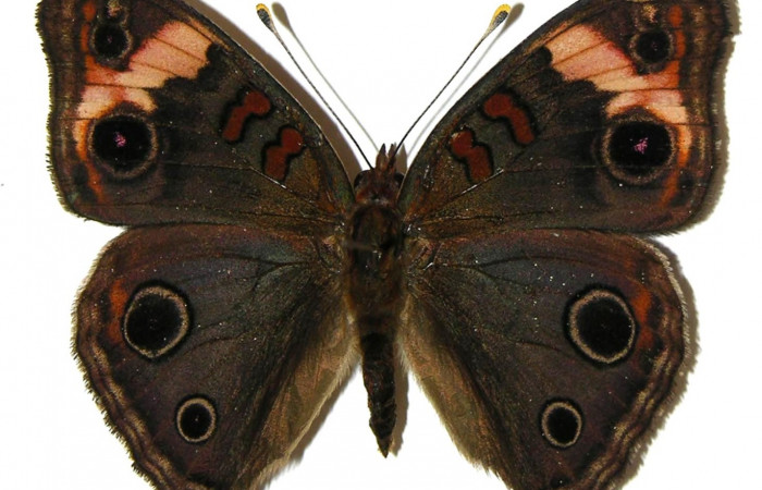 Figura 8. Adulto <i>Junonia genoveva</i></i> (Nymphalidae), hembra, posición dorsal, color negro con manchas cremas. Mide 55 mm aproximadamente. Voucher: 05-SRNP-31184-DHJ309278.