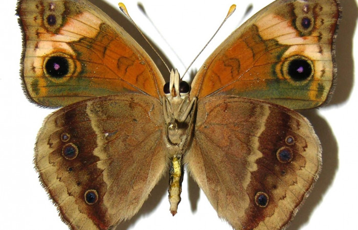 Figura 9. Adulto <i>Junonia genoveva</i></i> (Nymphalidae), hembra, posición ventral, color anaranjado con manchas crema y café, Mide 55 mm aproximadamente. Voucher: 05-SRNP-31184-DHJ309279.