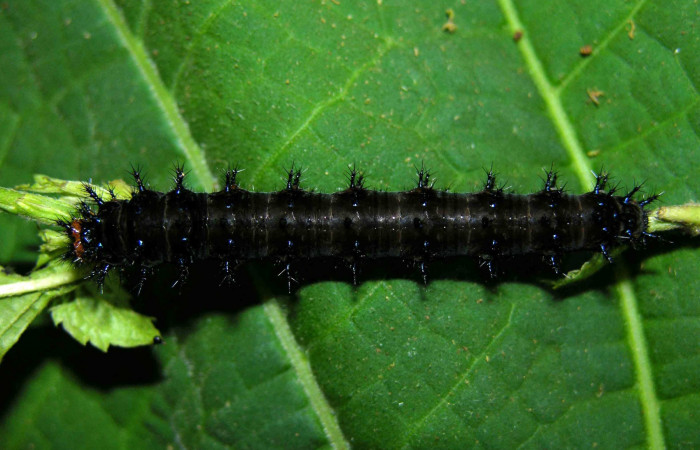 Figura 3. Larva <i>Junonia genoveva</i></i> (Nymphalidae), último estadio posición dorsal, planta hospedera <i>Stachytarpheta jamaicensis</i></i> (Verbenaceae). Mide 45 mm aproximadamente. Voucher: 05-SRNP-31185-DHJ404003.