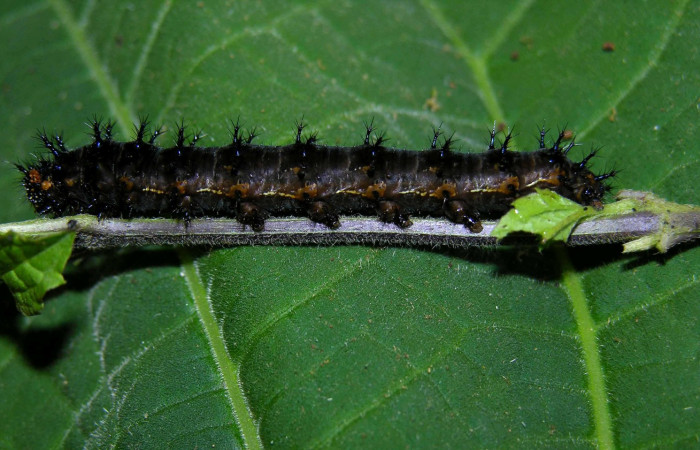 Figura 2. Larva <i>Junonia genoveva</i></i> (Nymphalidae), último estadio posición lateral, planta hospedera <i>Stachytarpheta jamaicensis</i></i> (Verbenaceae). Mide 45 mm aproximadamente. Voucher: 05-SRNP-31185-DHJ404004.